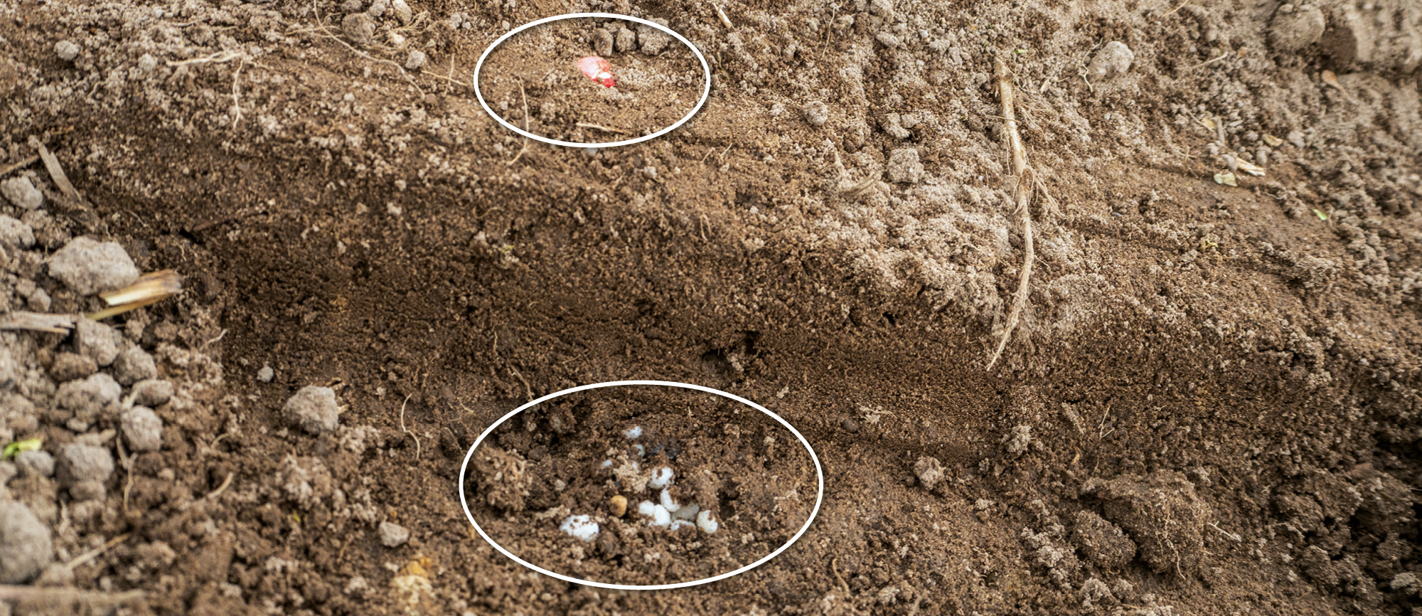 Porcjowane dozowanie nawozu 5 cm obok i 5 cm pod ziarnem kukurydzy. Nawóz jest dozowany tylko tam, gdzie jest bezpośrednio dostępny dla rośliny. Nawóz jest dozowany tylko tam, gdzie jest bezpośrednio dostępny dla rośliny.
